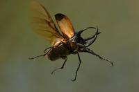 Chalcosoma caucasus