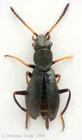 Charopus graminicola