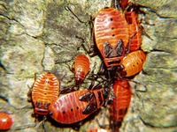 Pyrrhocoris apterus