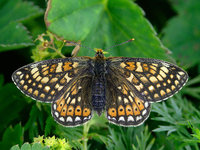 Euphydryas aurinia debilis - Marsh Fritillary