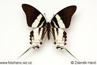 Graphium dorcus