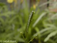 Anthocharis cardamines - Orange Tip