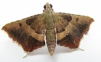 Endotricha flammealis