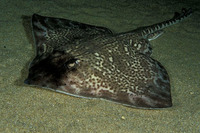 Raja clavata, Thornback ray: fisheries, gamefish, aquarium