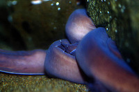 Eptatretus stoutii, Pacific hagfish: aquarium