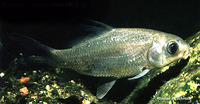 Ictiobus bubalus, Smallmouth buffalo: fisheries, gamefish
