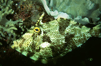 Pseudomonacanthus macrurus, Strap-weed file-fish: