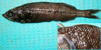 Normichthys operosus, Multipore searsid: