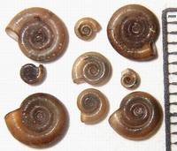 Anisus spirorbis