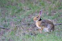 Image of: Lepus nigricollis (Indian hare)
