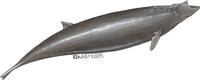 Image of: Mesoplodon densirostris (Blainville's beaked whale)