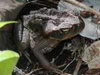 Bufonidae - Toads