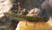 Triturus alpestris - Alpine Newt