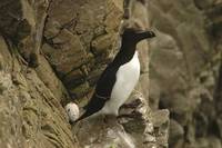 Alca torda - Razorbill