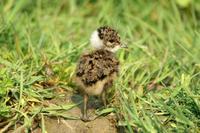 Vanellus vanellus - Lapwing