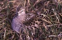 Calidris fuscicollis - White-rumped Sandpiper