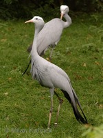 Anthropoides paradisea - Blue Crane