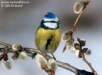 Parus caeruleus - Blue Tit