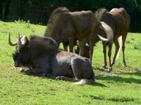 Connochaetes gnou - White-tailed Gnu