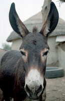 Equus africanus africanus - African Wild Ass