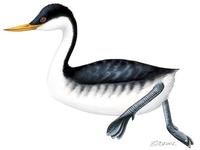 Image of: Aechmophorus occidentalis (western grebe)