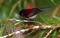 Image of: Aethopyga saturata (black-throated sunbird)