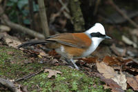 Image of: Garrulax leucolophus (white-crested laughing-thrush)