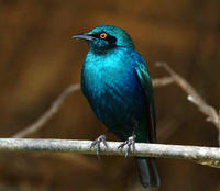 Image of: Irena puella (Asian fairy-bluebird)