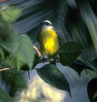 Image of: Myiozetetes similis (social flycatcher)