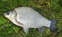 Carassius auratus - Goldfish