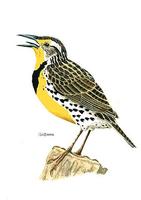 Image of: Sturnella neglecta (western meadowlark)