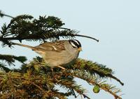 Image of: Zonotrichia leucophrys (white-crowned sparrow)