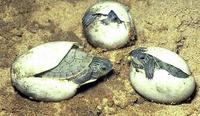 Image of: Graptemys geographica (common map turtle)