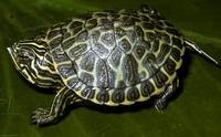 Image of: Pseudemys concinna (river cooter)