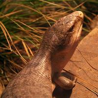 Tiliqua scincoides chimaerea - Tanimbar Blue-Tongued Skink