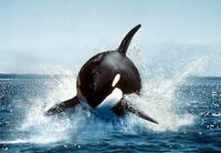 Photo: Killer whale breaching