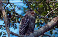 Spot-bellied Eagle Owl - Bubo nipalensis