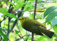 Yellow-browed Bulbul - Iole indica