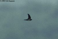 Cave Swiftlet - Collocalia linchi