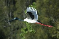 Black necked Stork