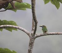 Blue-throated Toucanet (Aulacorhynchus prasinus) photo