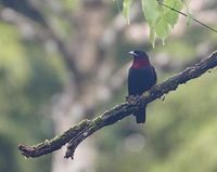 Purple-throated Fruitcrow (Querula purpurata) photo