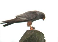 Red-footed Falcon - Falco vespertinus