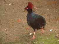 Crested Partridge - Rollulus rouloul