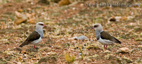 Andean Lapwing - Vanellus resplendens