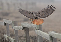 Red-tailed Hawk (Buteo jamaicensis) photo