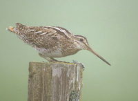 Latham's (Japanese) Snipe (Gallinago hardwickii) photo