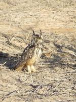 Rock Eagle-Owl - Bubo bengalensis