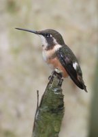 Purple-throated Woodstar - Calliphlox mitchellii