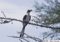 Von der Decken's Hornbill - Tockus deckeni